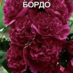 Цветы дв. Шток-роза "Бордо" 15шт Аэлита