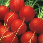 Редис "Ранний красный" 1,5г ТГ