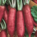 Редька "Длинная Красная" 1,5г ТГ