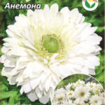 Анемоны "Маунт Эверест", в упаковке 15 шт., цена за 1 шт.