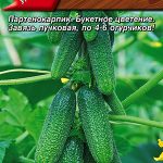 Огурец "Малосольчик F1" 10шт