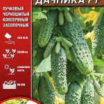 Огурец "Мечта дачника F1" 10шт