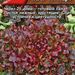 Салат "Жар птица" листовой 0,5г