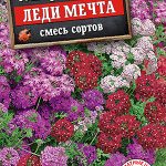 Вербена "Леди мечта" смесь 30шт