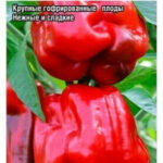 Перец сладкий "Громозека БУФ" СС