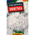 Цветы одн. Астра "Энигма" Аэлита