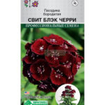 Цветы дв. Гвоздика "Свит Блек Черри" бородатая 5шт ЕС