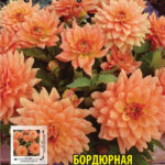 Георгина "Гэллери Винсент"