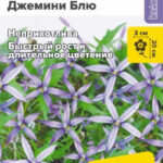 Цветы одн. Изотома "Джемини Блю" 3шт СА 