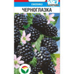 Ежевика "Черноглазка" 10шт СС