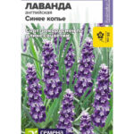 Цветы мн. Лаванда "Синее копье" 5шт СА