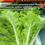 П Горчица салатная "Ядреная" 0,5г Аэлита