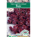 Цветы мн. Седум "Вуду" Очиток ложный 10шт ЕС