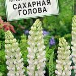 Цветы мн. Люпин "Сахарная голова" 7шт Аэлита