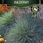 Цветы мн. Овсяница "Лазурит" 5шт Аэлита