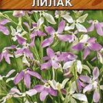 Цветы одн. Маттиола "Лилак" 0,5г Аэлита 