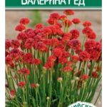 Цветы мн. Армерия "Балерина Ред" 5 шт ЕС