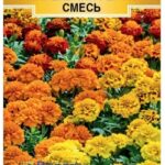 Цветы одн. Бархатцы "Маленький герой" 10шт ЕС