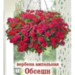Цветы одн. Вербена "Обсешн Знойное Танго" ампельная 3шт ЕС