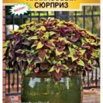 Цветы одн. Колеус "Ананасовый Сюрприз" 3шт ЕС