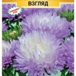 Цветы одн. Хризантелла "Зимний Взгляд" 5шт ЕС