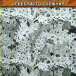 Цветы одн. Цинерария "Приморская серебристо-снежная" 0,05г Аэлита