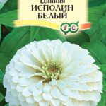 Цветы одн. Цинния "Исполин белый" 0,3 г Гавриш