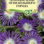 Цветы мн. Делосперма "Огни большого города" 7 шт Гавриш