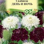 Цветы одн. Скабиоза "День и ночь" смесь 0,2 г Гавриш