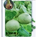 Лагенария "Птичий домик" 7шт ЕС