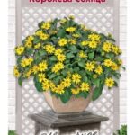 Цветы одн. Санвиталия "Королева Солнца" 5шт ЕС