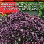 П Базилик "Пурпурный Шар" 0,3г Аэлита