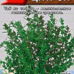 П Чабер "Цитрон" 0,1г Аэлита