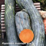 Тыква "Семейная мускатная" крупноплодная 10шт Поиск
