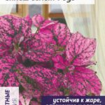 Цветы ком. Гипоэстес "Сплеш селект Роуз" 5шт СА