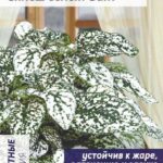 Цветы ком. Гипоэстес "Сплеш селект Вайт" 5шт СА
