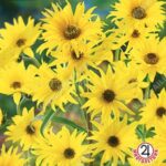 Цветы мн. Подсолнечник "Максимилиан" 0,1г Аэлита