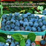 Голубика "Блюкроп" 0,01г Аэлита 