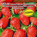 Земляника "Катюша F1" 10шт Аэлита