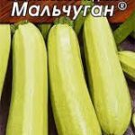 Кабачок "Мальчуган" 1г Аэлита 