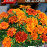 Цветы одн. Бархатцы "У окошка" смесь сортов 7шт Аэлита