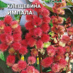 Цветы одн. Клещевина "Импала Обыкновенная" 2г Седек