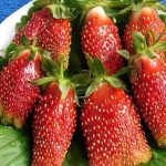 СЯ Земляника садовая "Купчиха улучшенная" (ДАР)