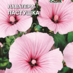 Цветы одн. Лаватера "Пастушка" 0,2г Седек