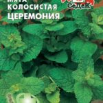 П Мята "Церемония" колосистая 0,05г Седек