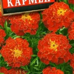 Цветы одн. Бархатцы "Кармен" 0,5г Аэлита