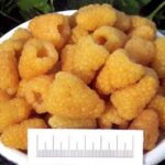СЯ Малина "Золотой Гигант" крупноплодная