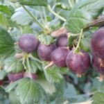 СЯ Крыжовник "Черный Негус" Садовита