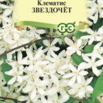 Цветы мн. Клематис "Звездочет" короткохвостый Гавриш 