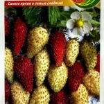 Земляника "Ароматный сюрприз" 120шт НК 